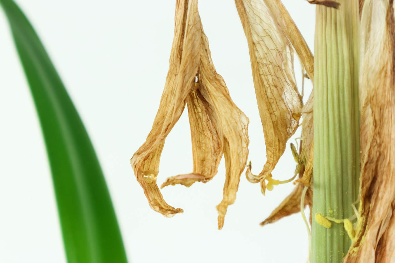 渴望被爱的朱顶红(图5)