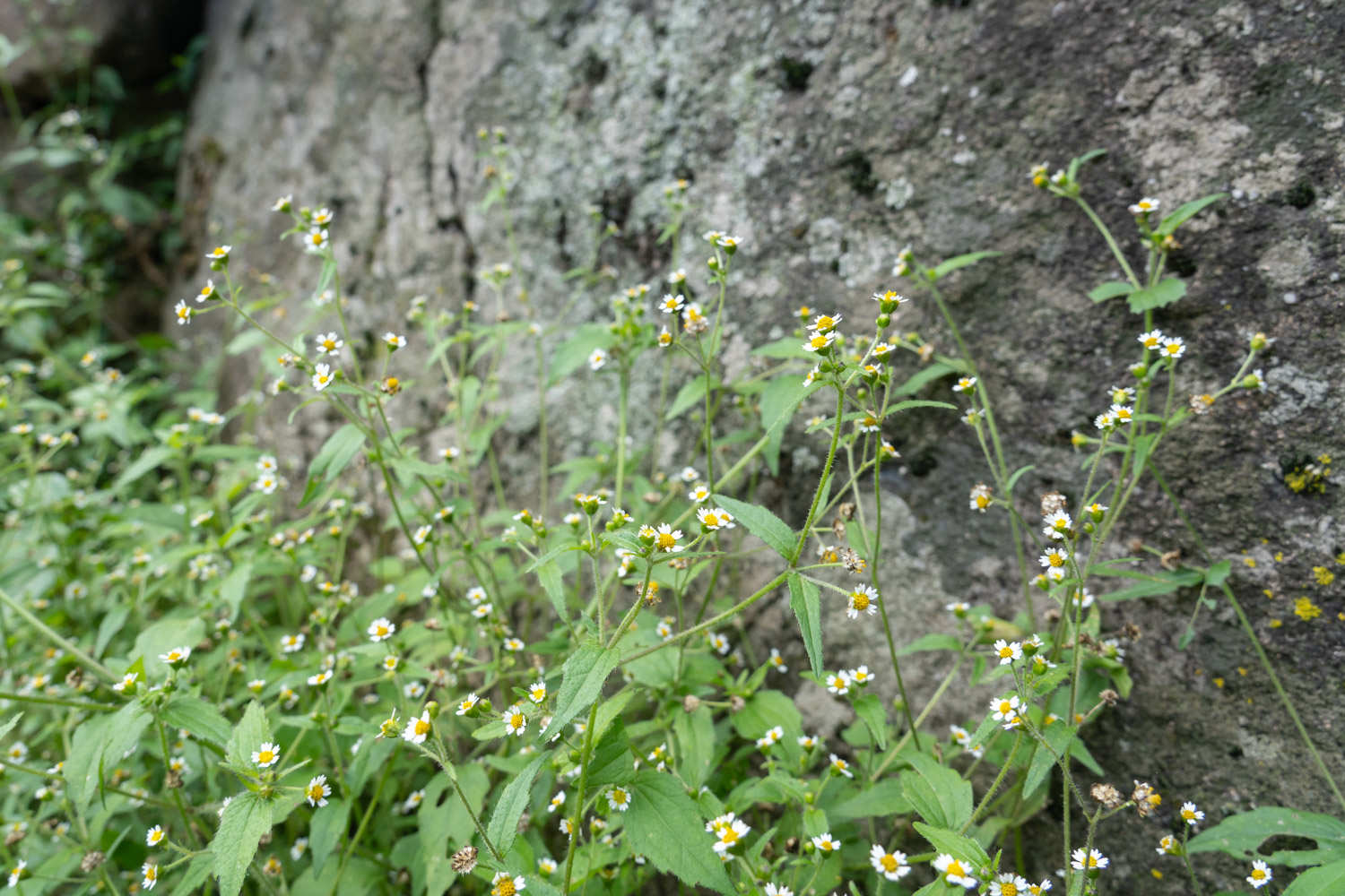 小小的花朵大大的能量——牛膝菊 - 功圣花卉