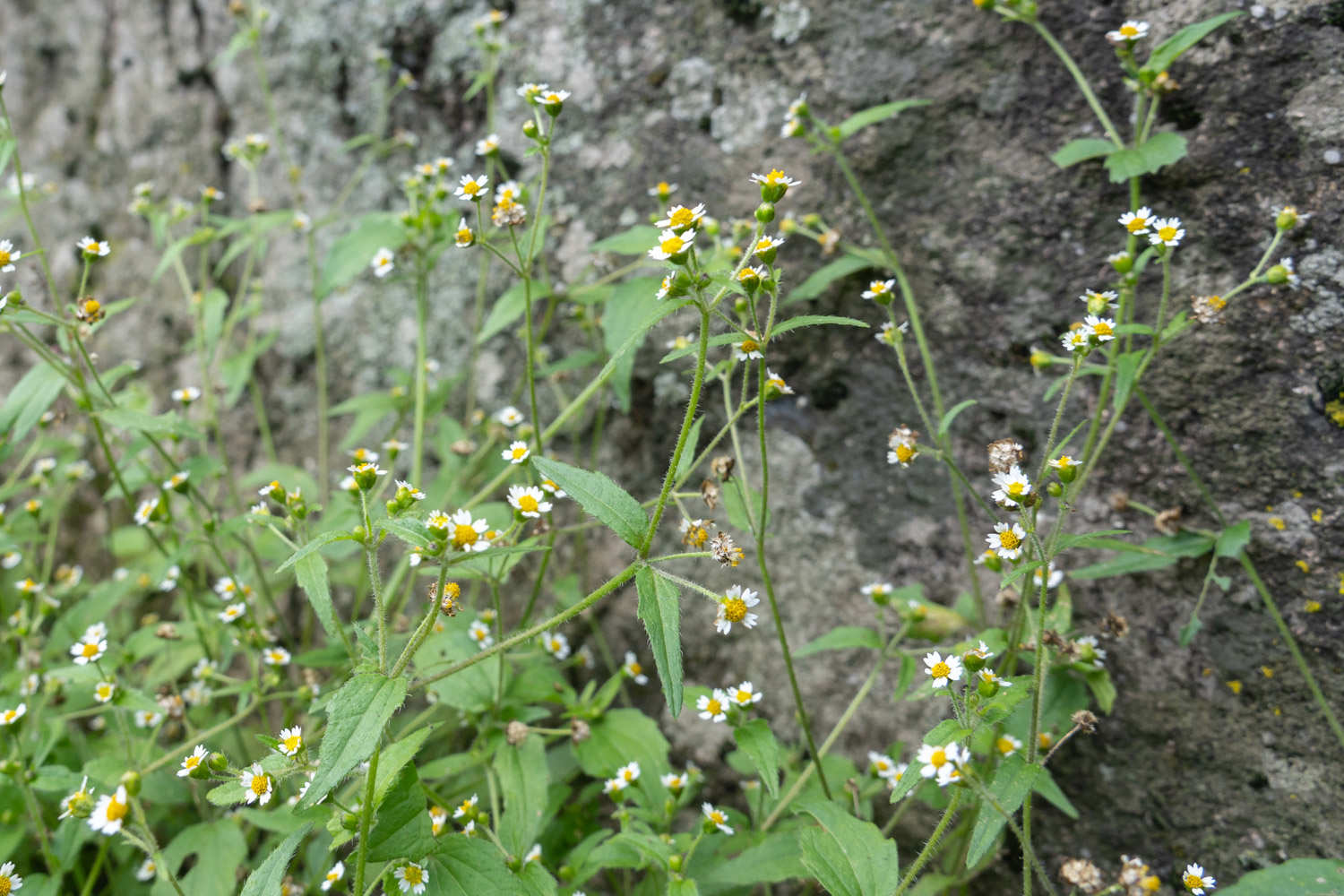 小小的花朵大大的能量——牛膝菊(图3)