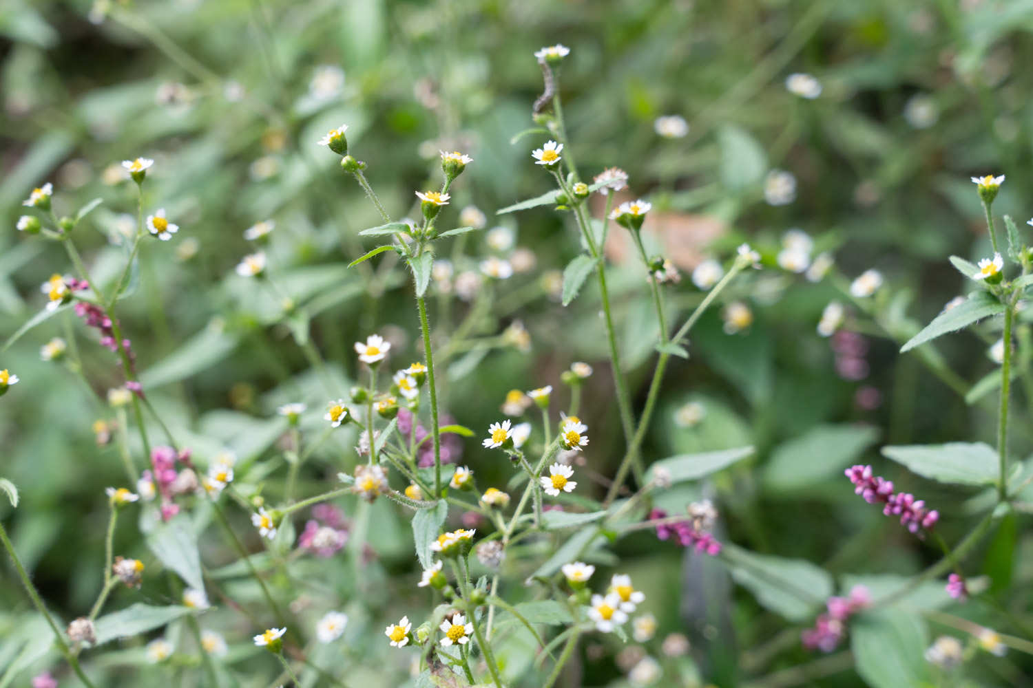 小小的花朵大大的能量——牛膝菊(图4)
