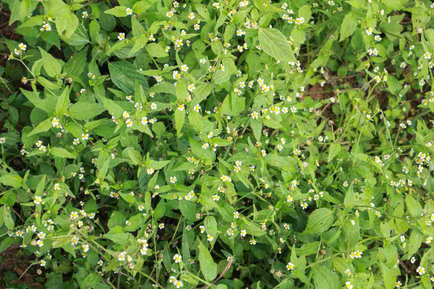 小小的花朵大大的能量——牛膝菊(图5)