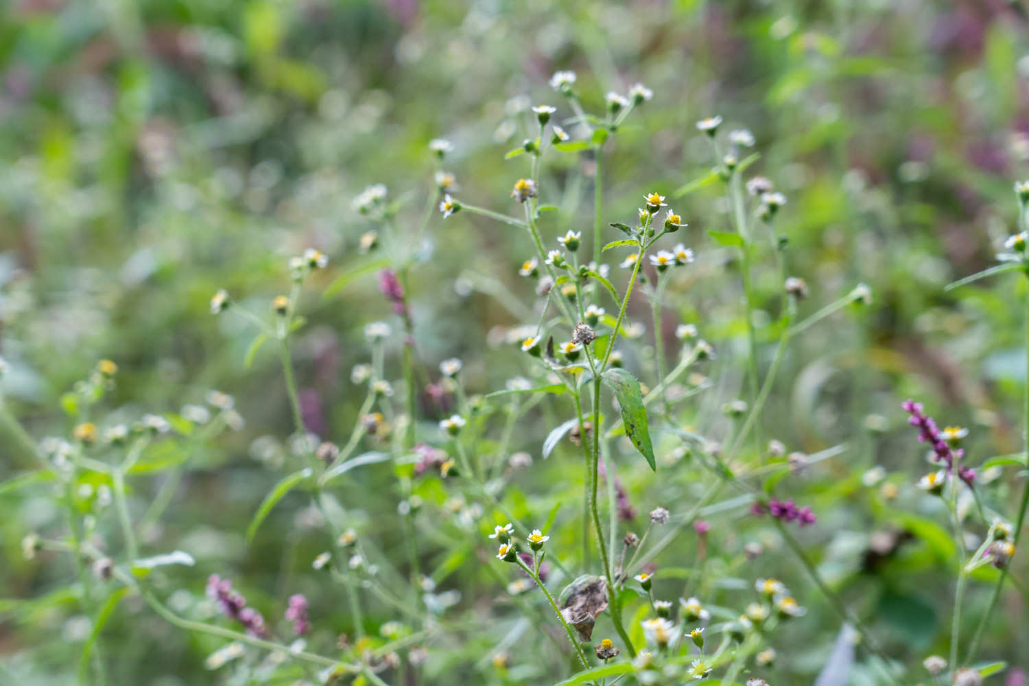 小小的花朵大大的能量——牛膝菊(图6)