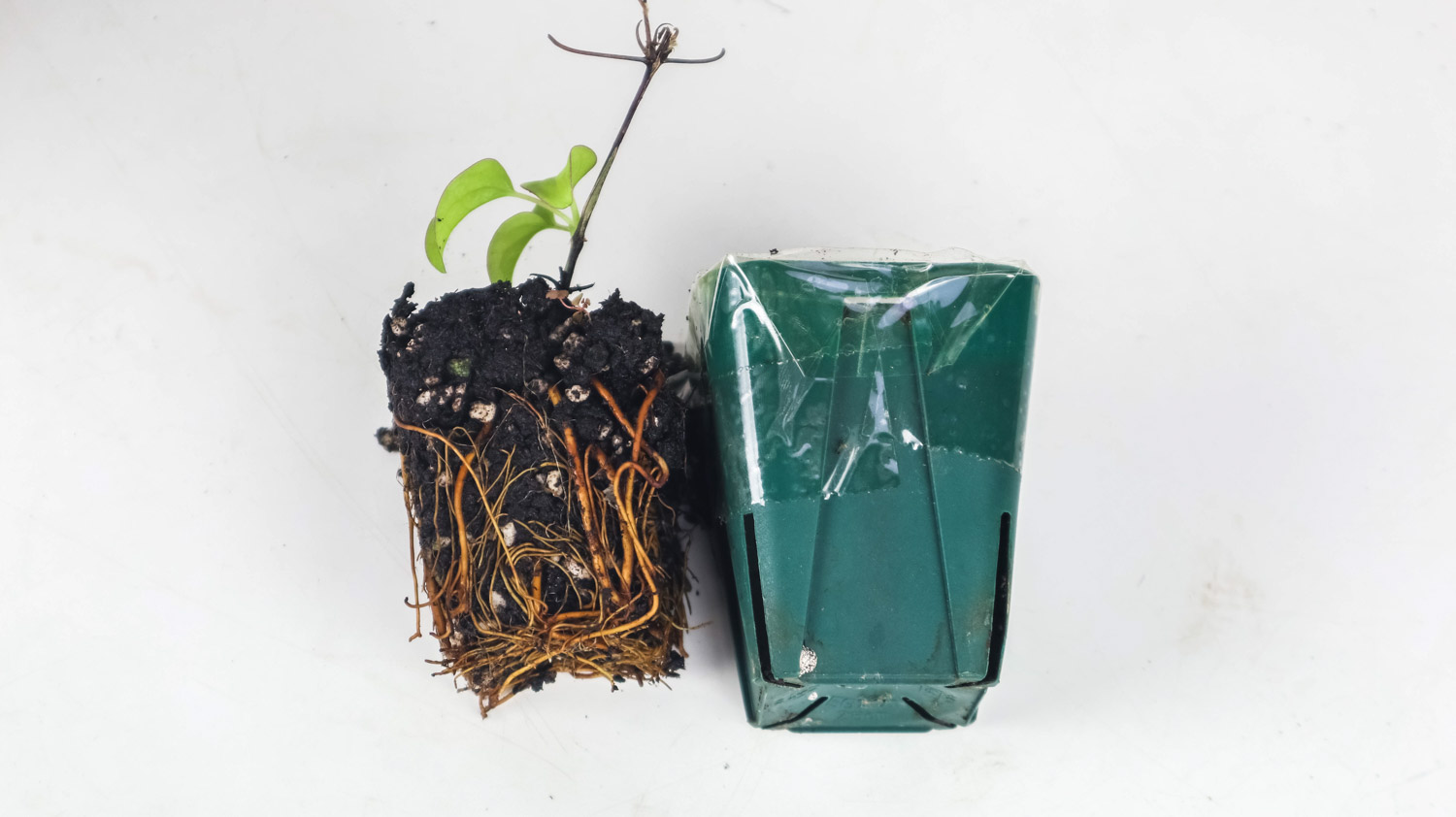 铁线莲图片欣赏(图2)