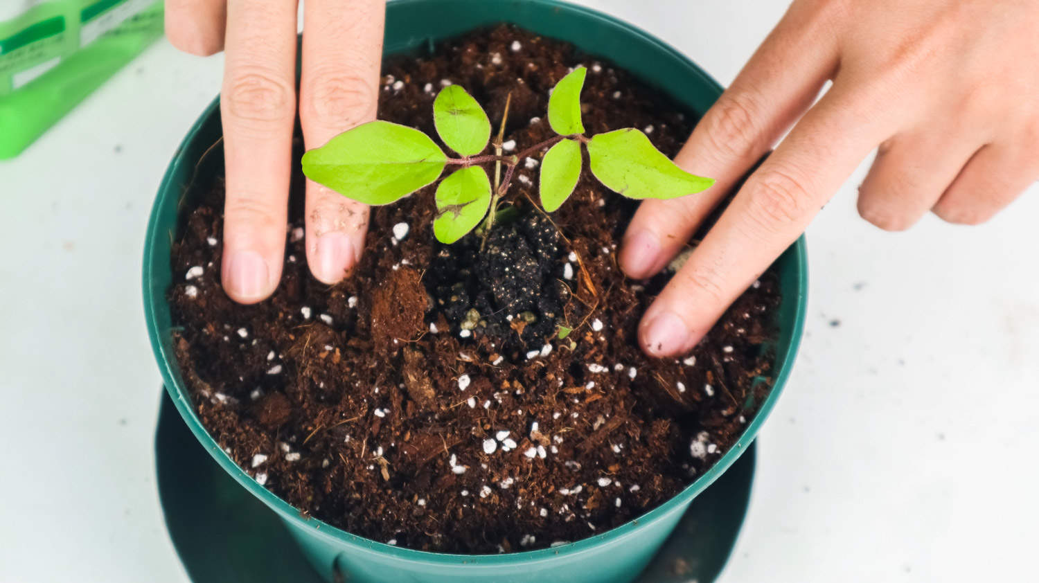 铁线莲图片欣赏(图3)