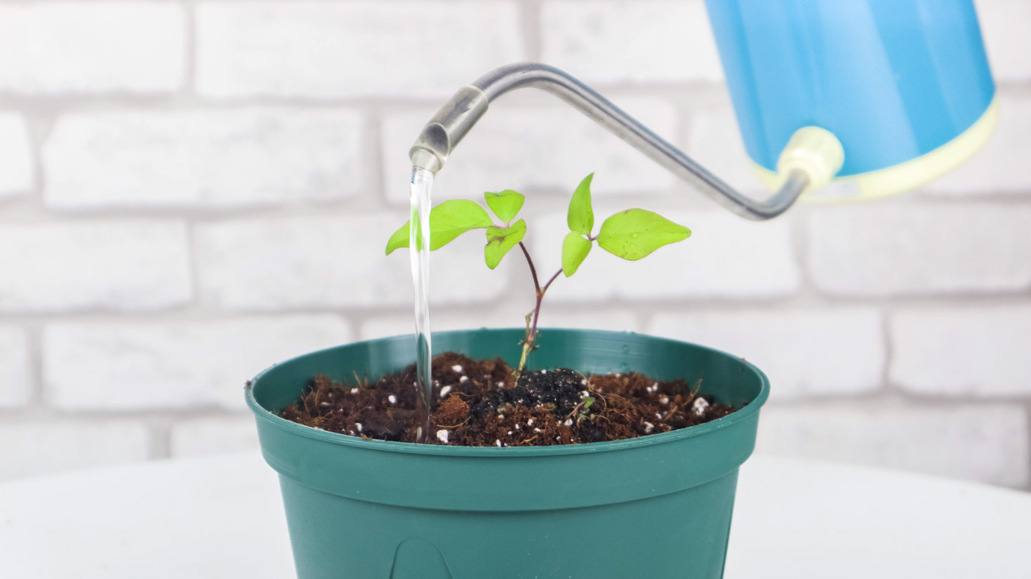 铁线莲图片欣赏(图4)