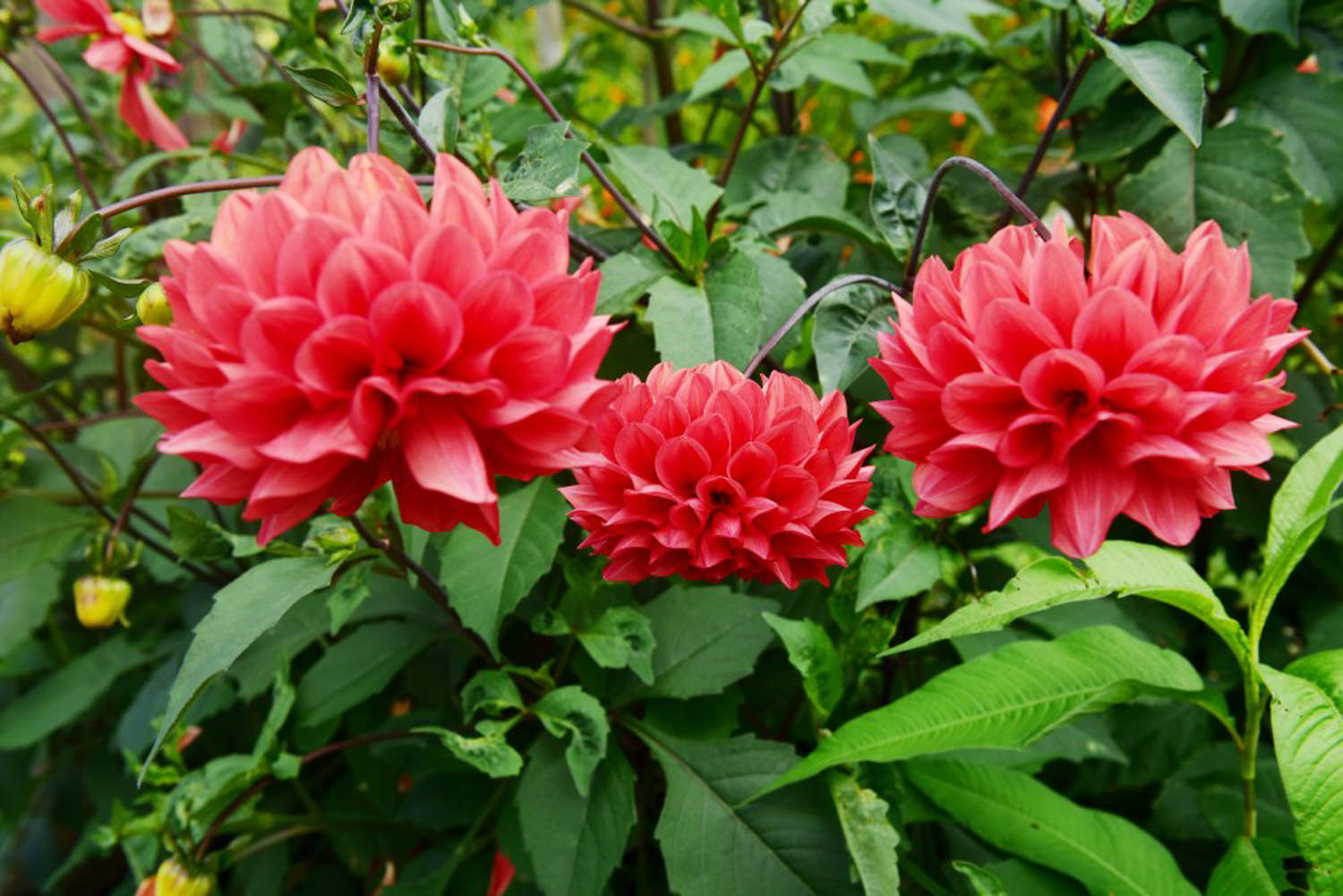 大丽花美图鉴赏(图2)