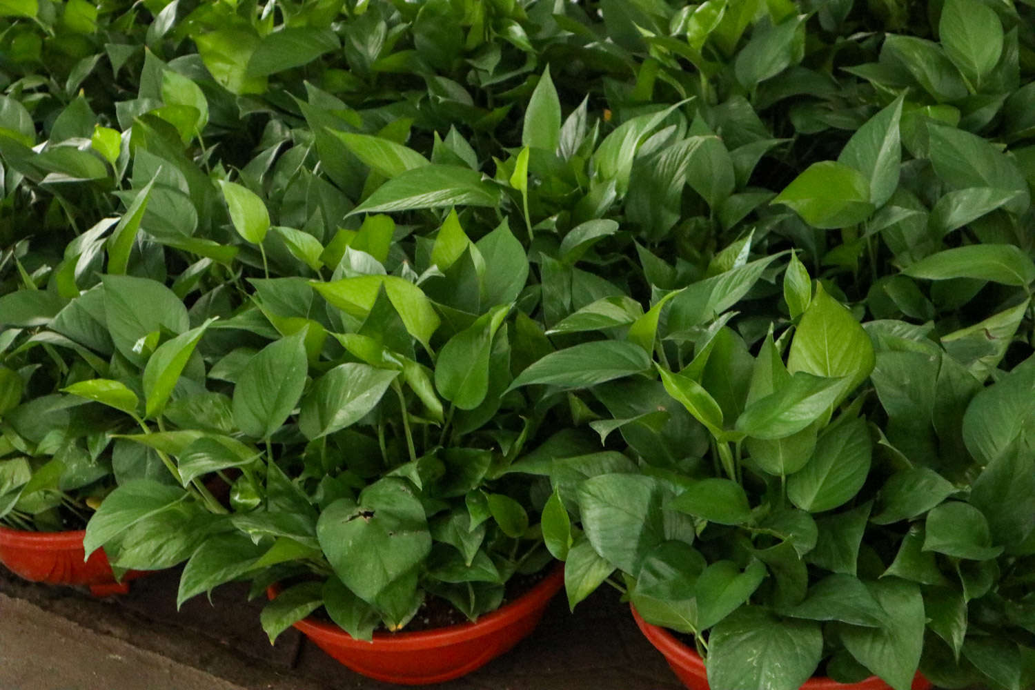 绿意丛生，绿萝盆景 - 功圣花卉