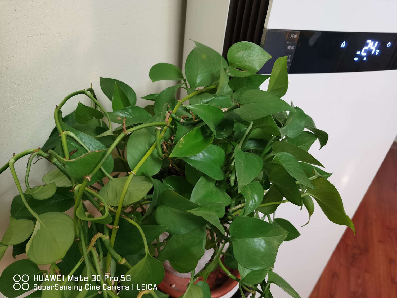 绿意丛生，绿萝盆景(图2)