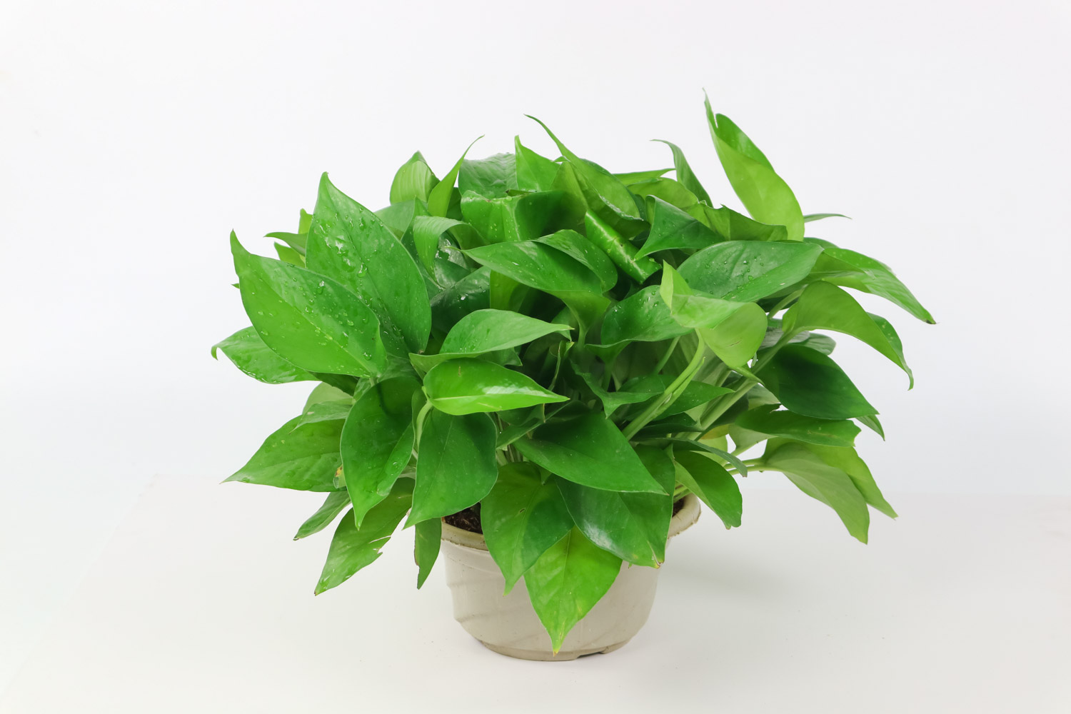 绿意丛生，绿萝盆景(图3)