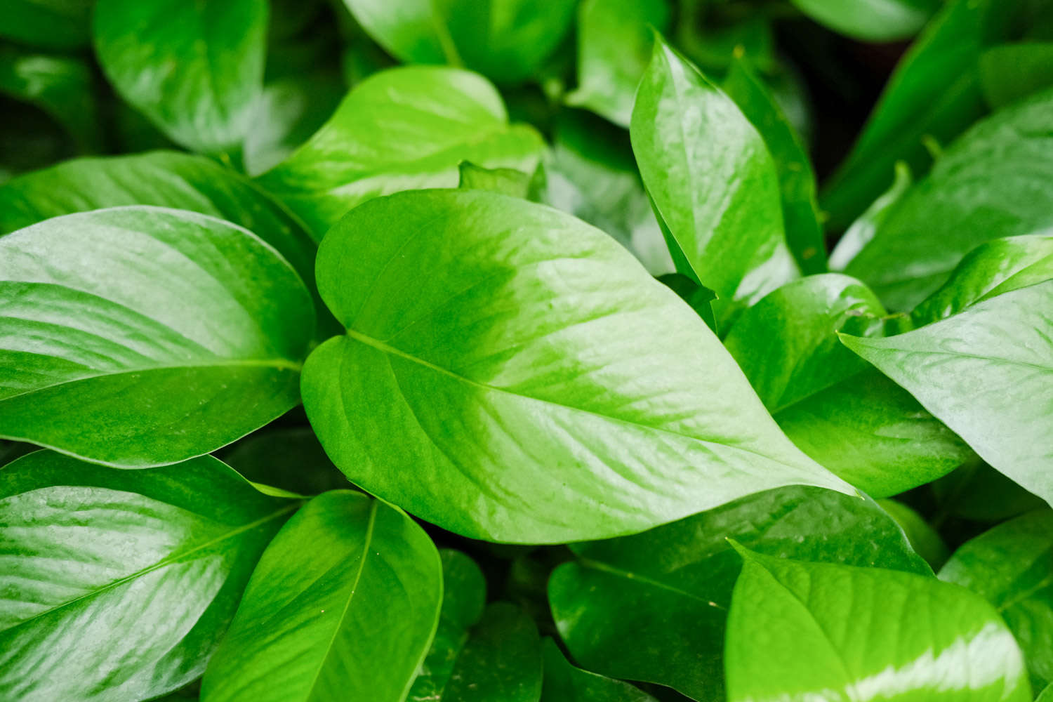 绿意丛生，绿萝盆景(图4)