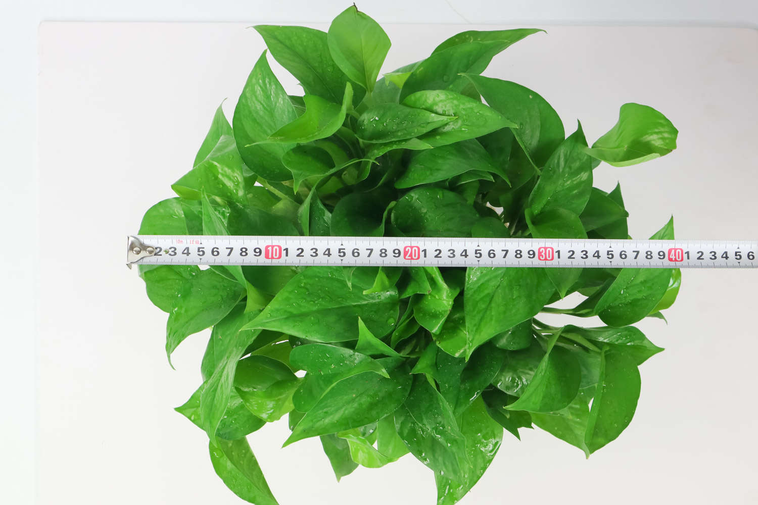 绿意丛生，绿萝盆景(图5)