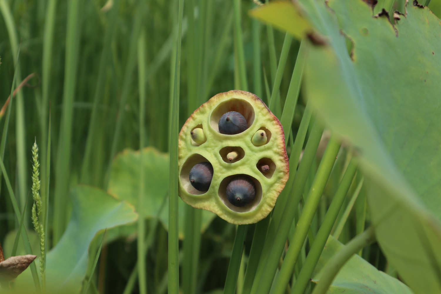 黄色的荷花——暖意春融(图1)