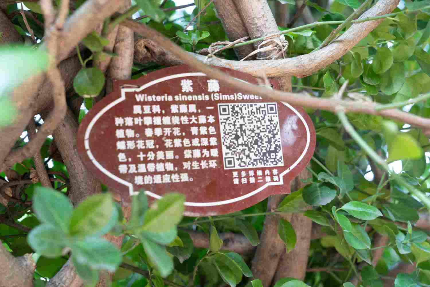 垂坠的心，摇曳不停——紫藤花盆景(图1)