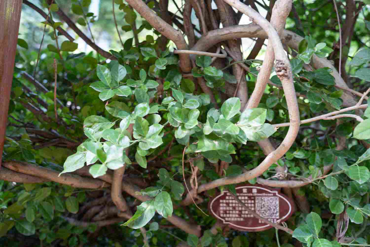 垂坠的心，摇曳不停——紫藤花盆景(图3)