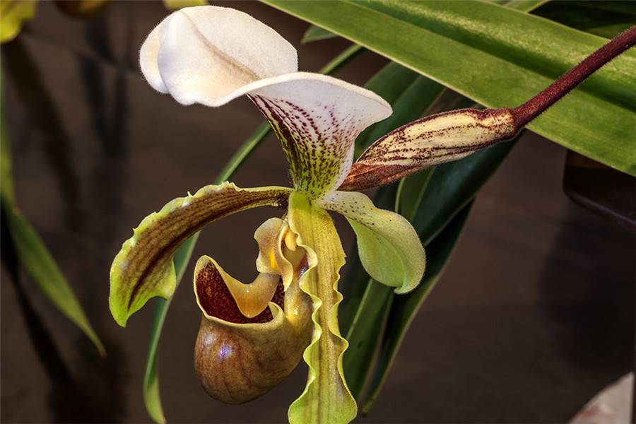 云南特产——紫毛兜兰(图1)