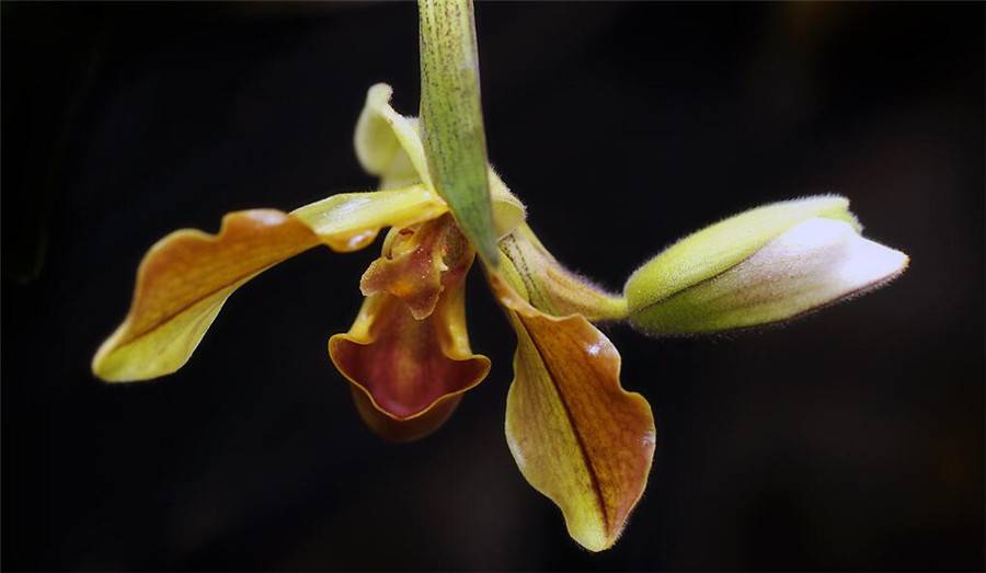 云南特产——紫毛兜兰(图2)