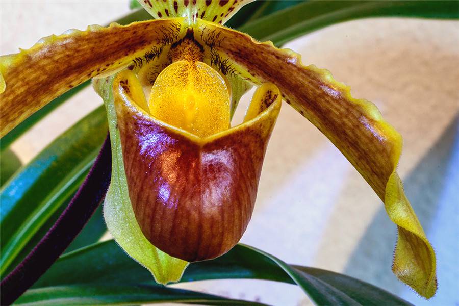 云南特产——紫毛兜兰(图3)