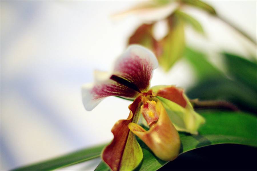 云南特产——紫毛兜兰(图4)