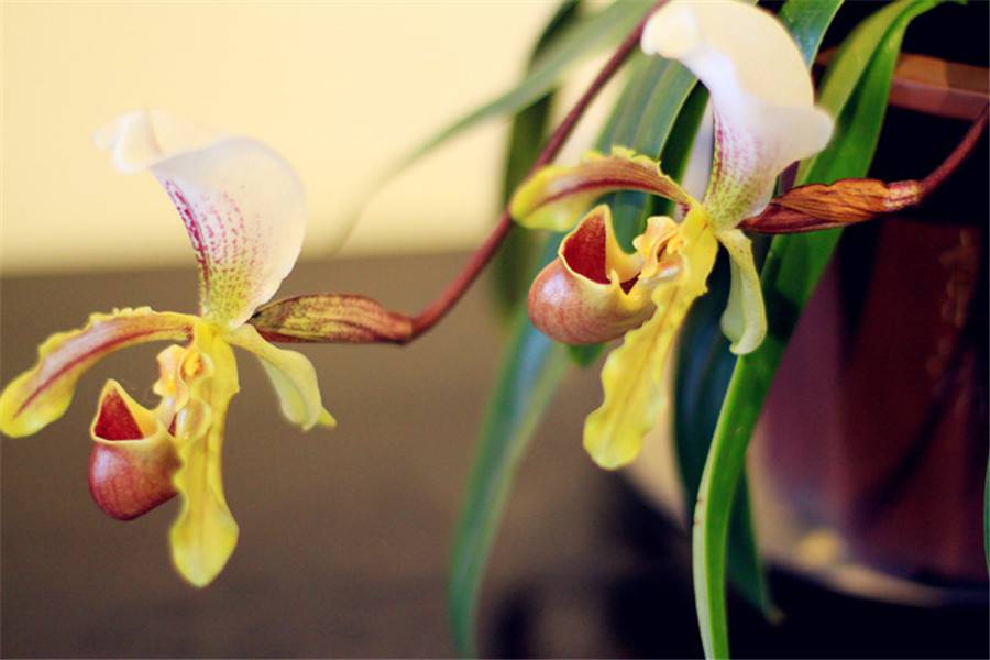 云南特产——紫毛兜兰(图5)