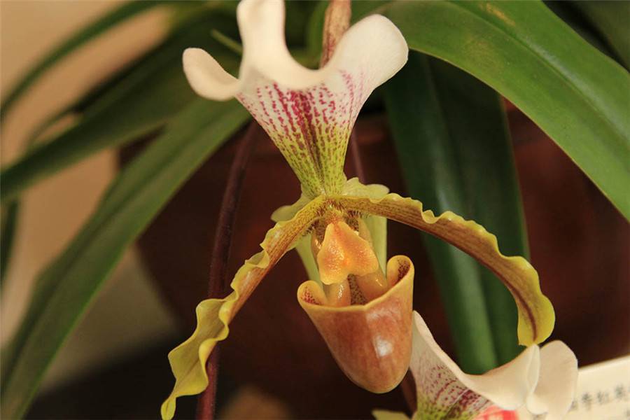 云南特产——紫毛兜兰(图6)