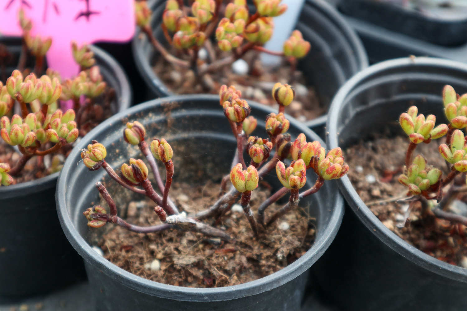 小人祭：人小鬼大爱低头(图1)