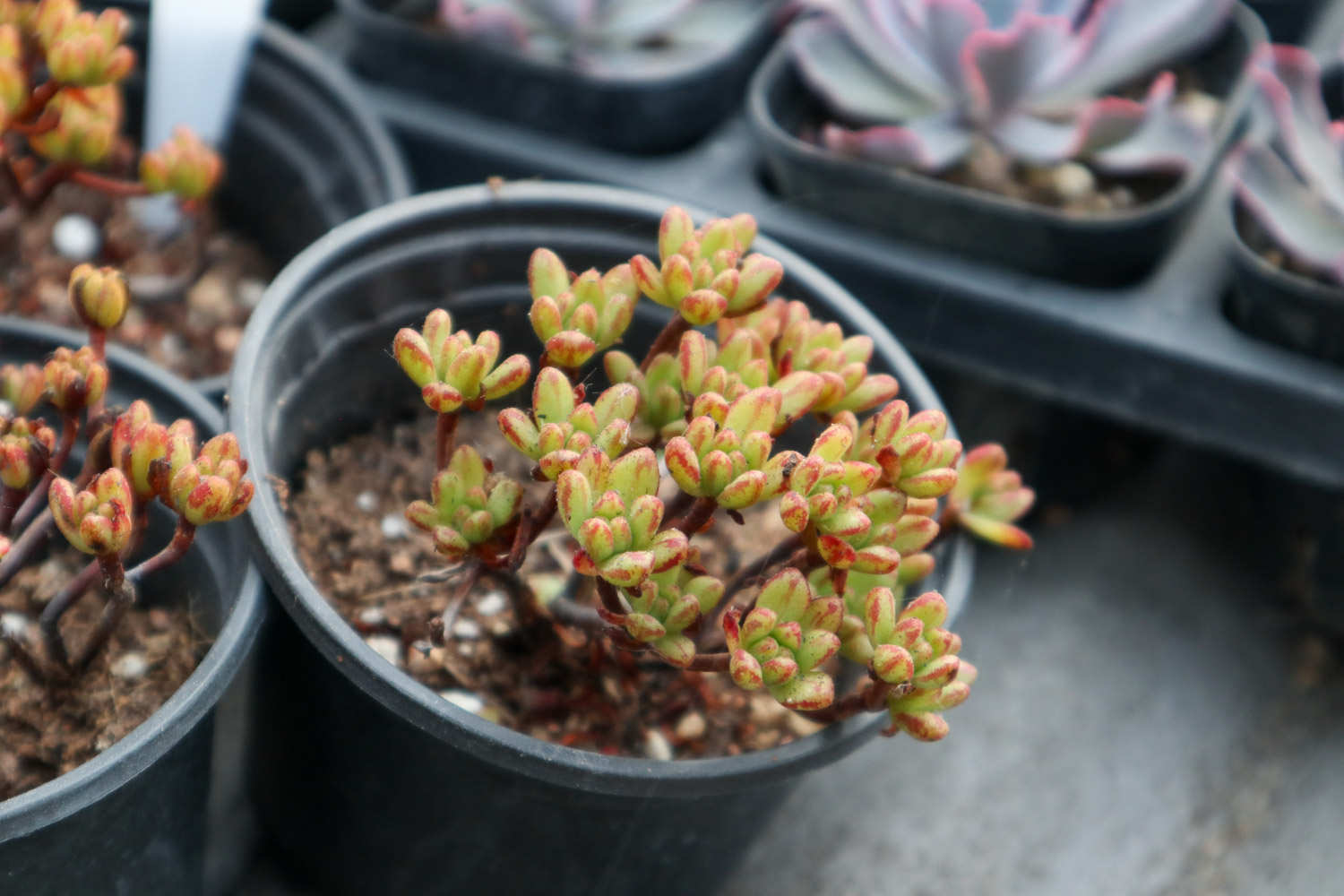 小人祭：人小鬼大爱低头(图2)