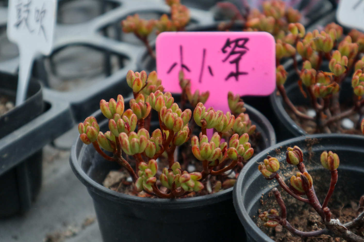 小人祭：人小鬼大爱低头(图3)