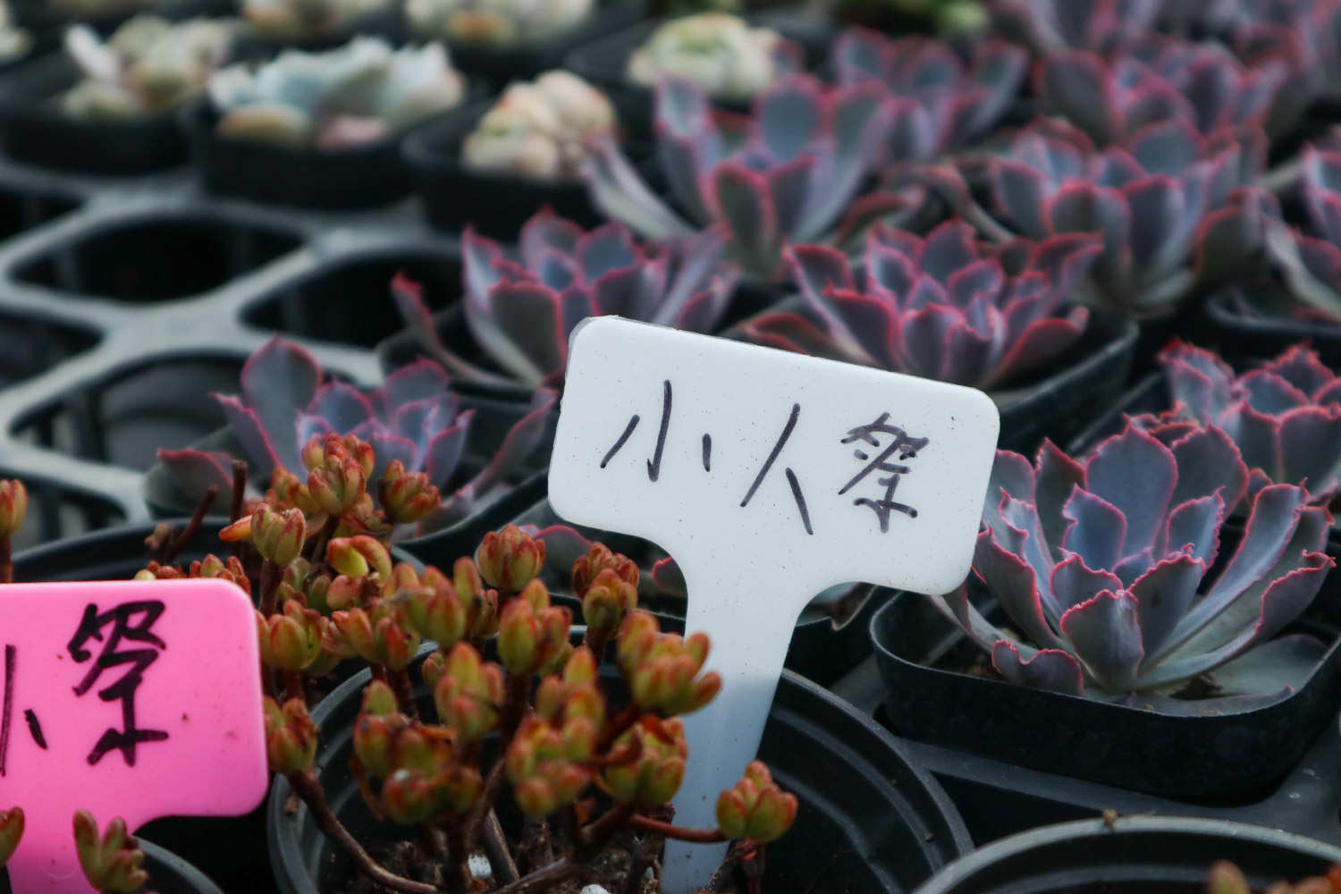 小人祭：人小鬼大爱低头(图5)