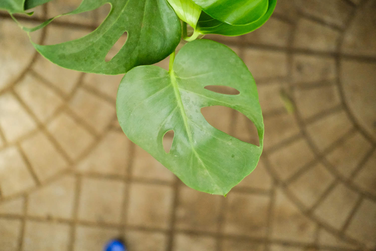 健康长寿的龟背竹盆景(图4)