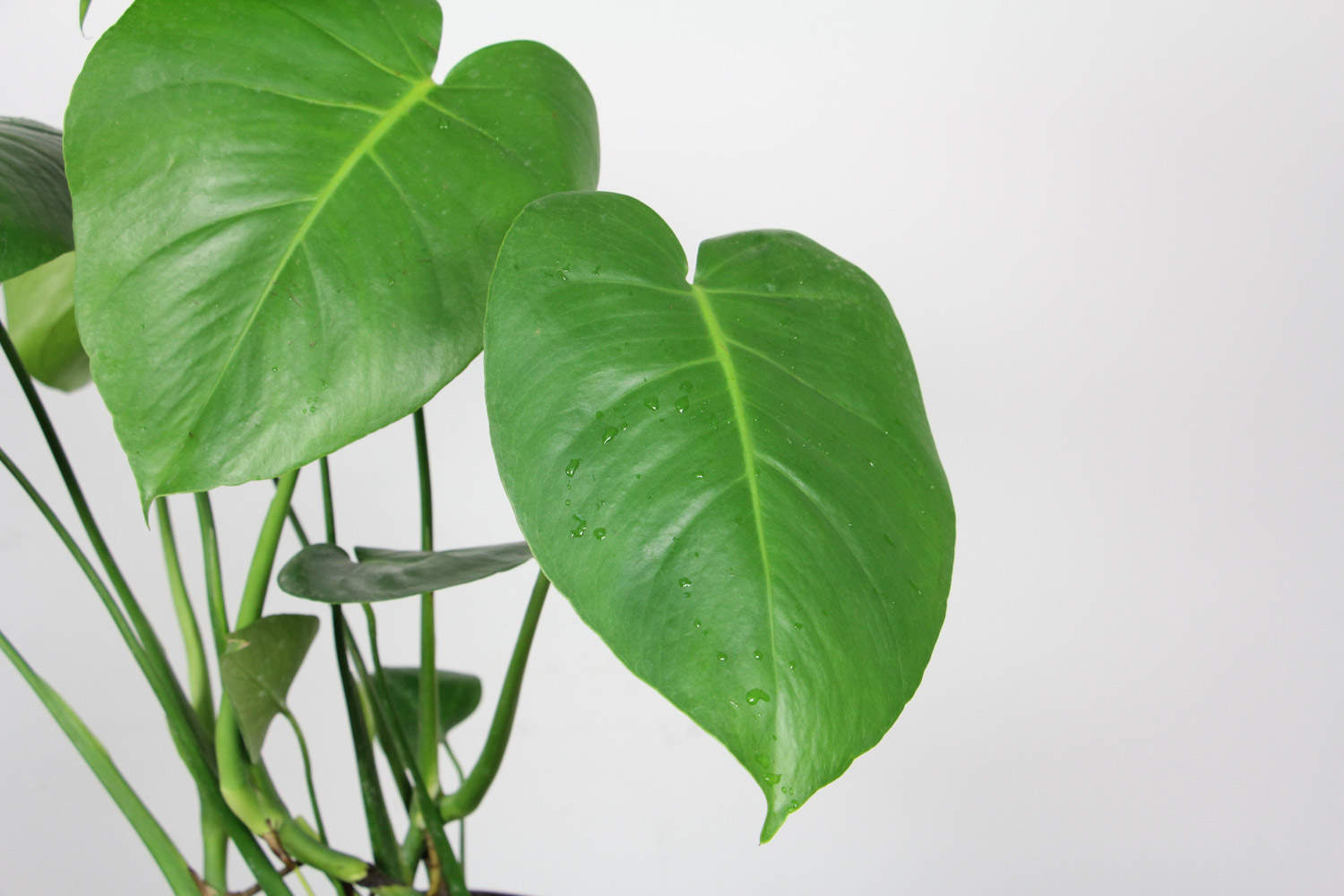 健康长寿的龟背竹盆景(图5)