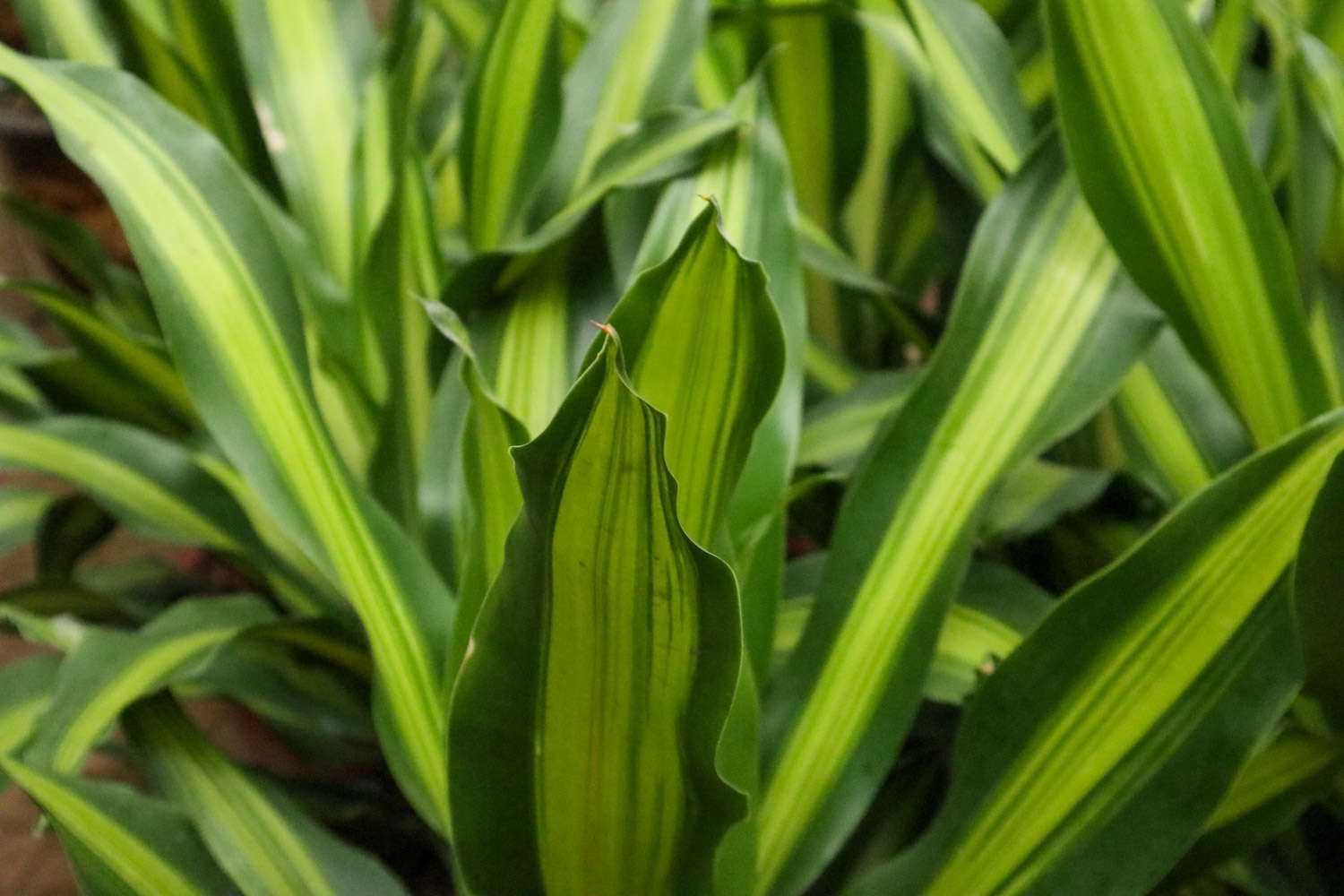 巴西铁：办公室中可大可小的绿色盆栽(图1)