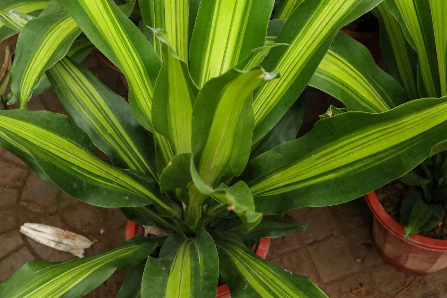 巴西铁：办公室中可大可小的绿色盆栽(图2)