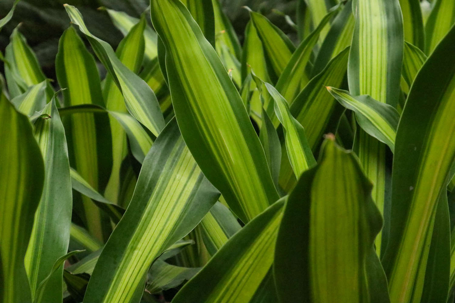 巴西铁：办公室中可大可小的绿色盆栽(图3)