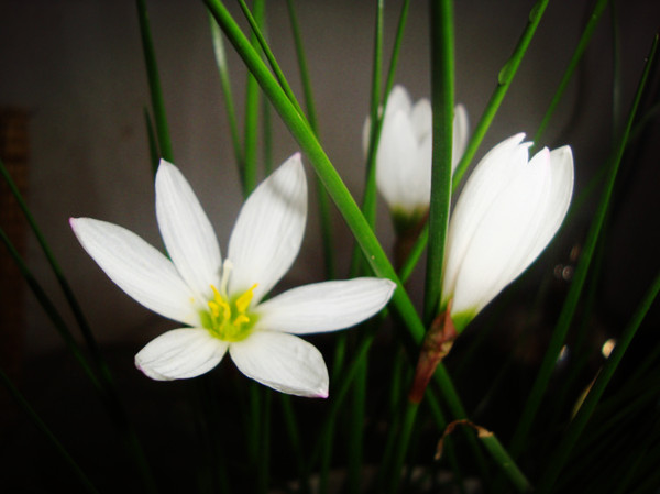 洁白优雅的韭菜莲(图2)