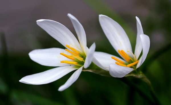 洁白优雅的韭菜莲(图3)