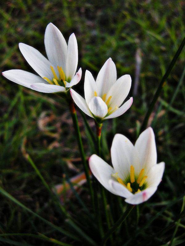 洁白优雅的韭菜莲(图4)