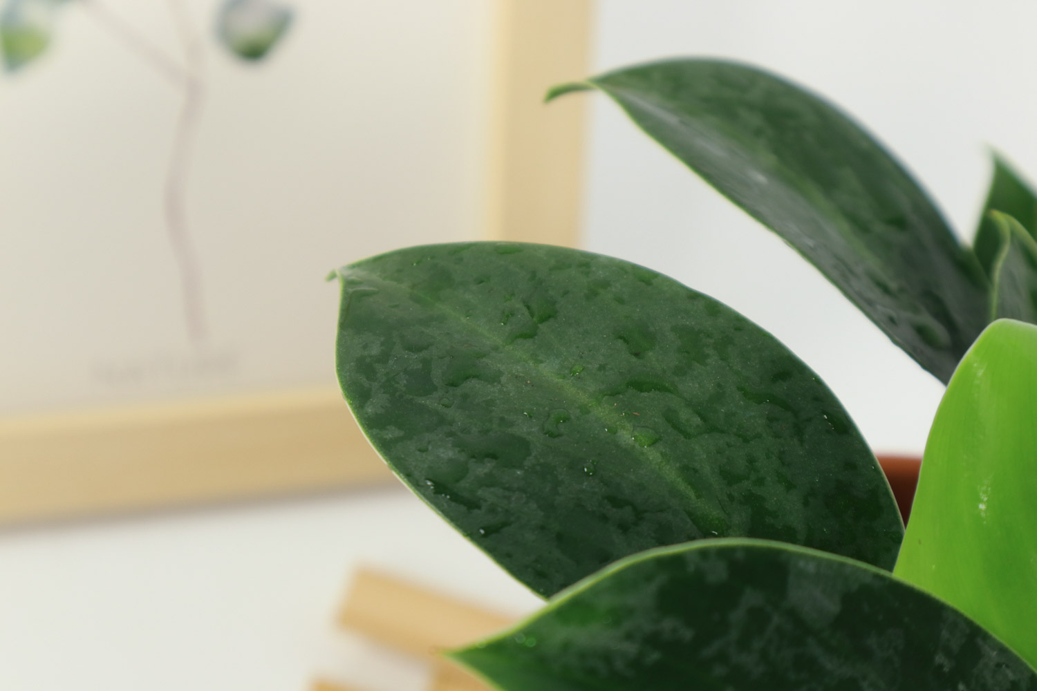 人酬金钻秀，我赠紫阳新 - 功圣花卉