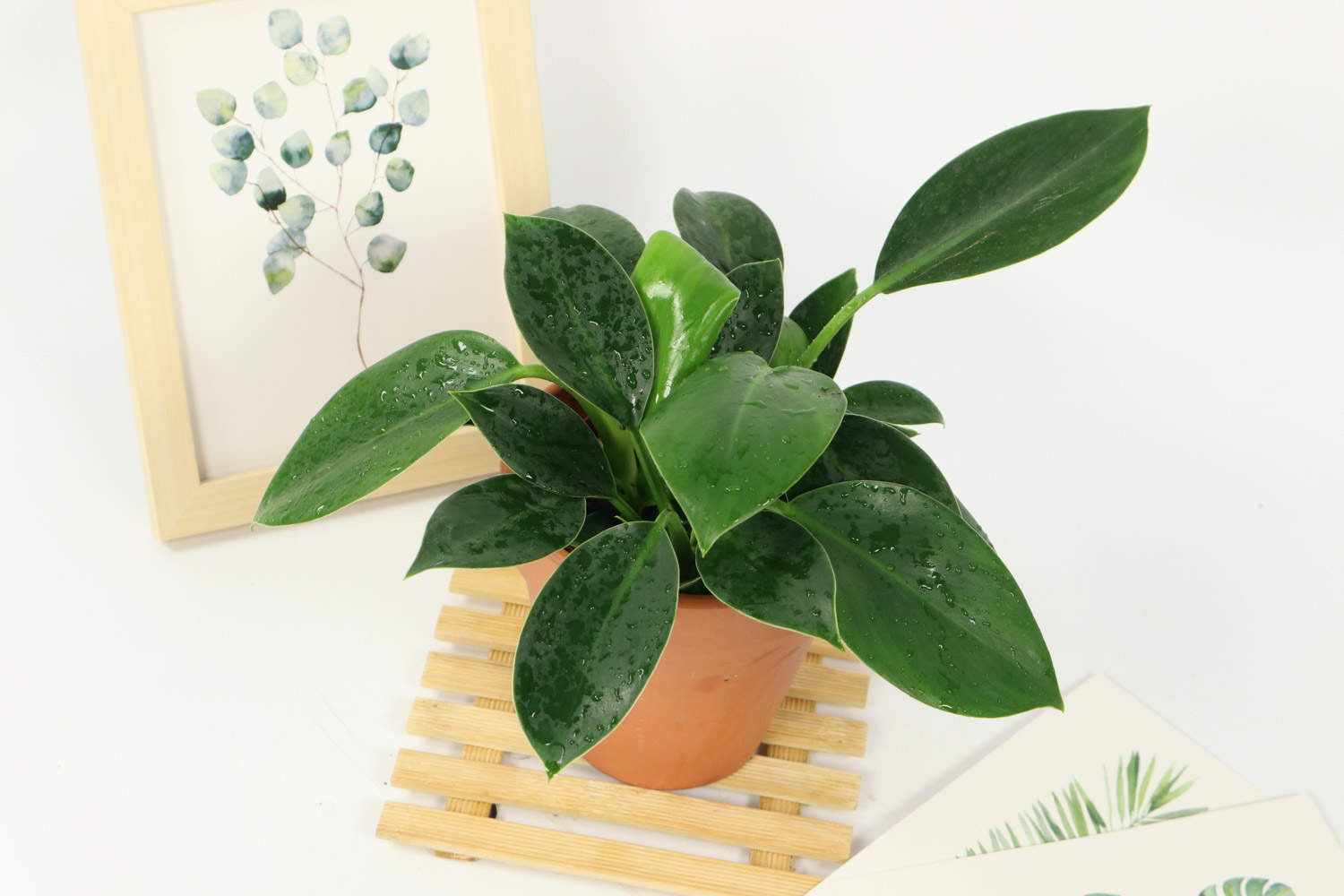 人酬金钻秀，我赠紫阳新(图3)