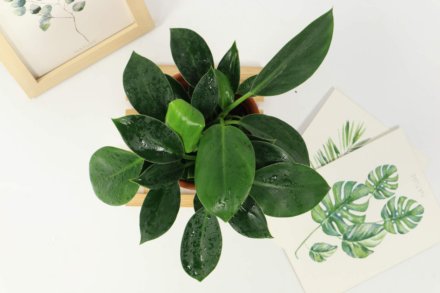 人酬金钻秀，我赠紫阳新(图4)