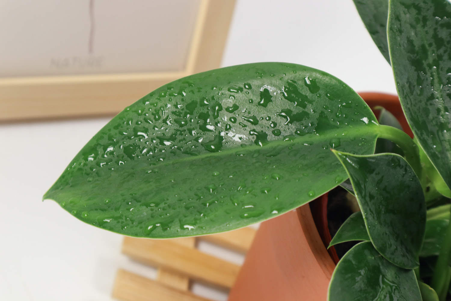 人酬金钻秀，我赠紫阳新(图5)