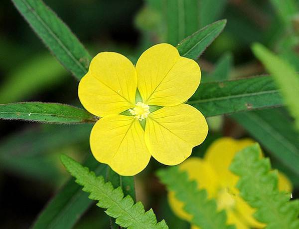 水中丁香 - 功圣花卉