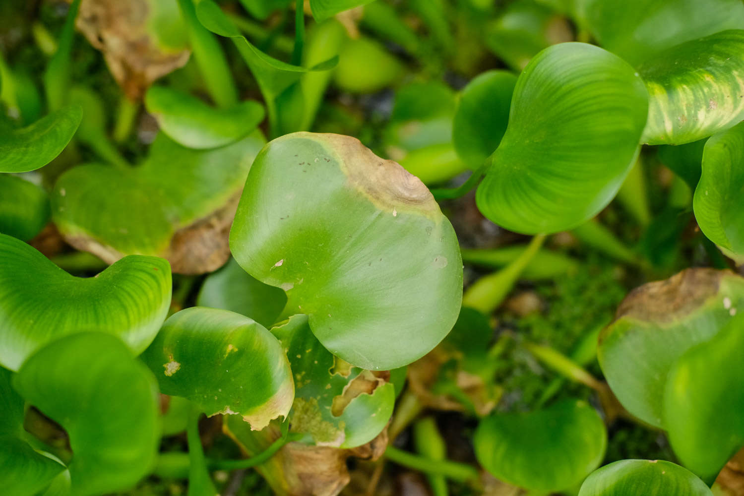 美化世界的淡紫色花冠——凤眼蓝(图2)