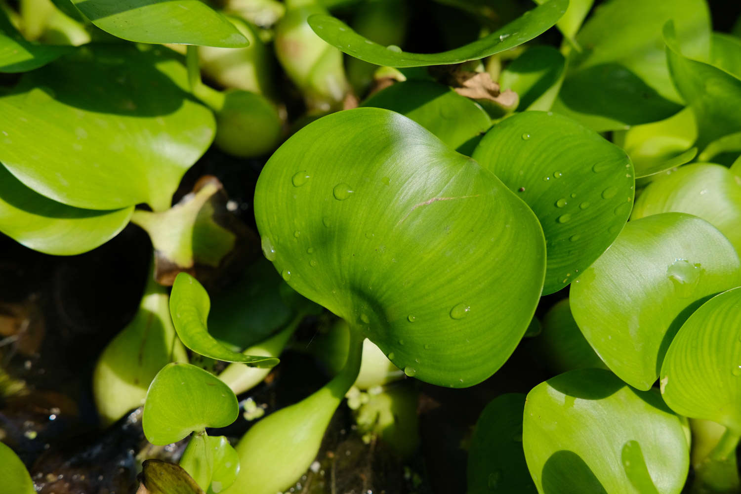 美化世界的淡紫色花冠——凤眼蓝(图3)