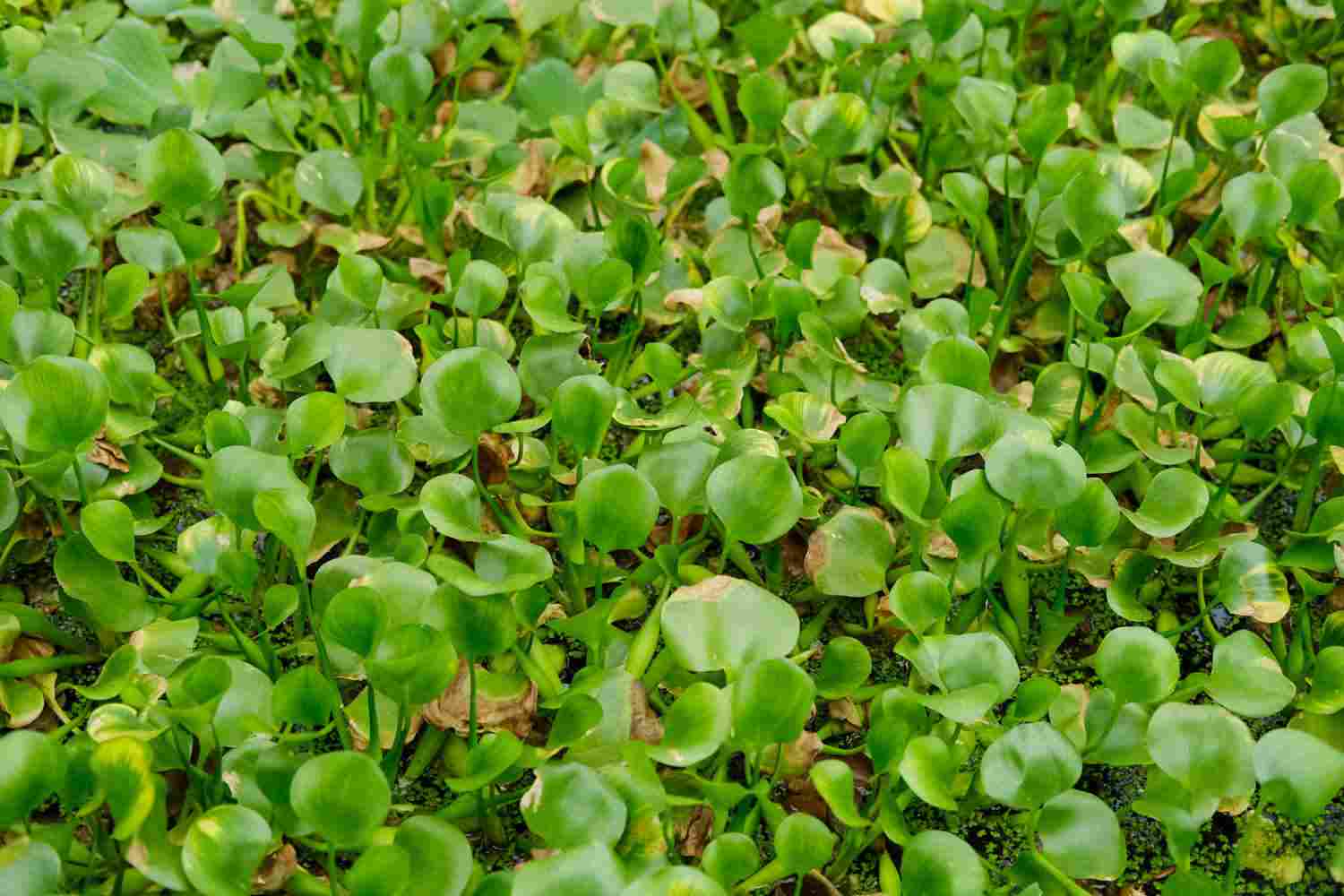 美化世界的淡紫色花冠——凤眼蓝(图4)