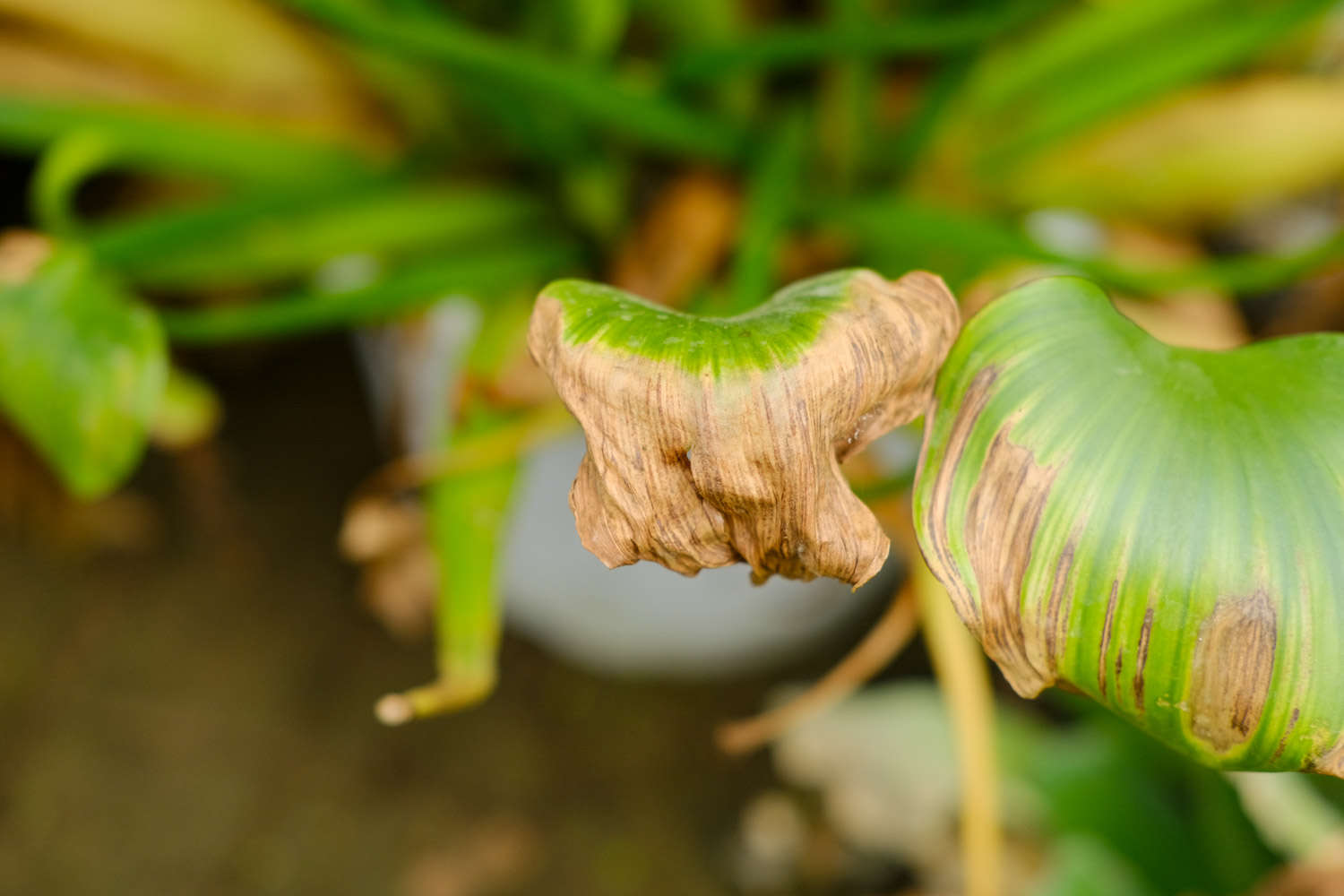 美化世界的淡紫色花冠——凤眼蓝(图5)