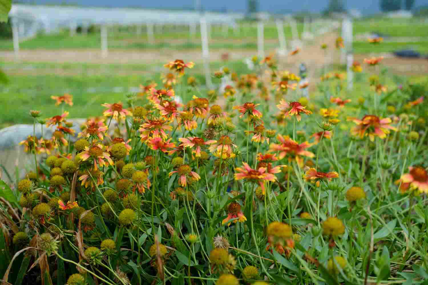 此菊只应天上有——天人菊 - 功圣花卉