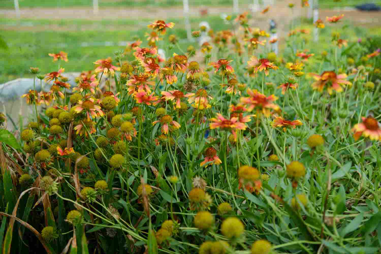 此菊只应天上有——天人菊(图2)