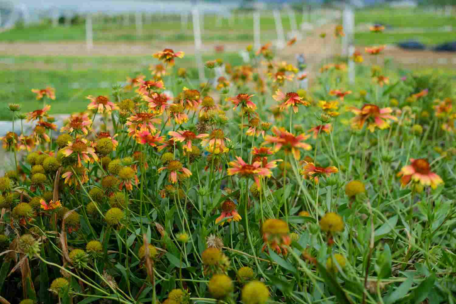 此菊只应天上有——天人菊(图3)