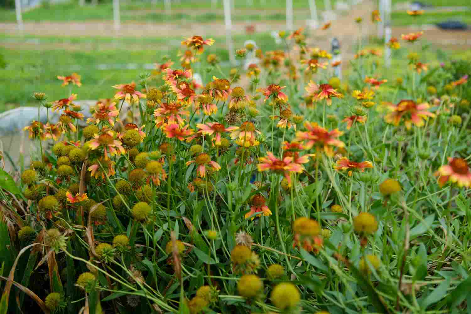 此菊只应天上有——天人菊(图4)