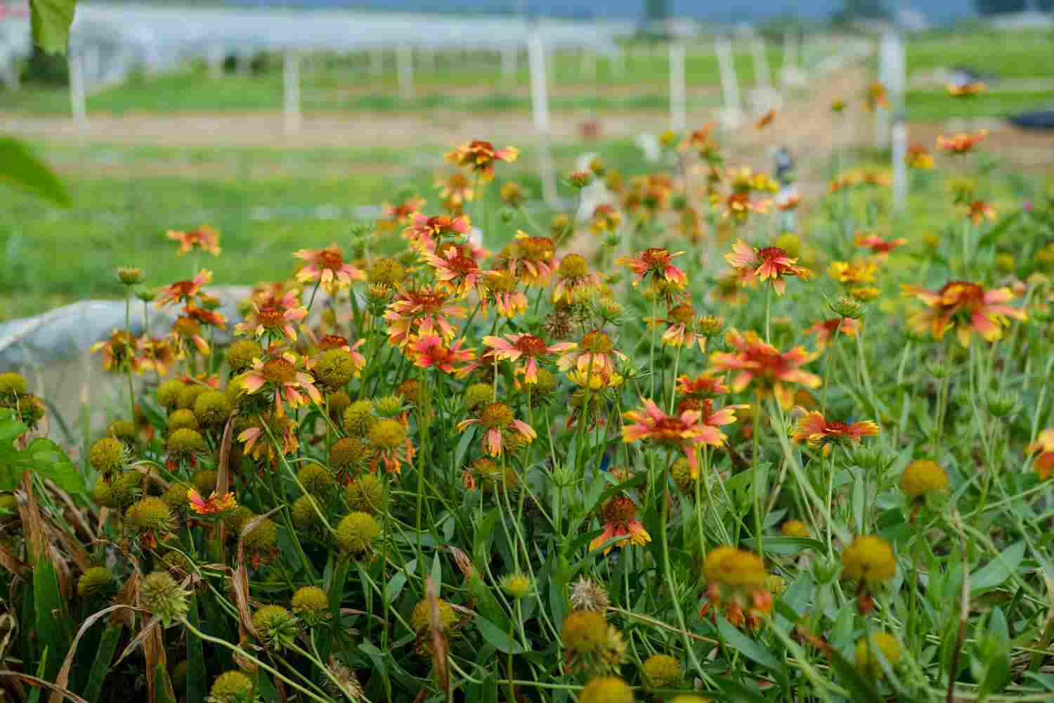 此菊只应天上有——天人菊(图5)